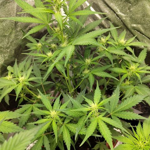 Lemon AK growlog timeline photo