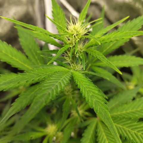 Lemon AK growlog timeline photo