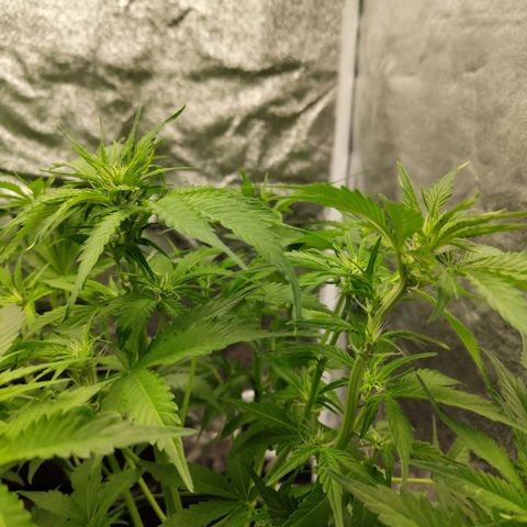 Gorilla Cookies Auto growlog timeline photo