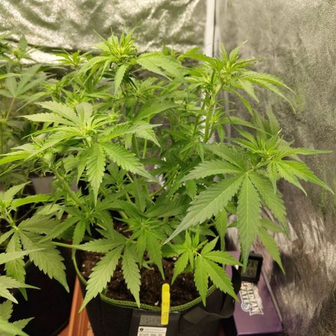 Gorilla Cookies Auto growlog timeline photo