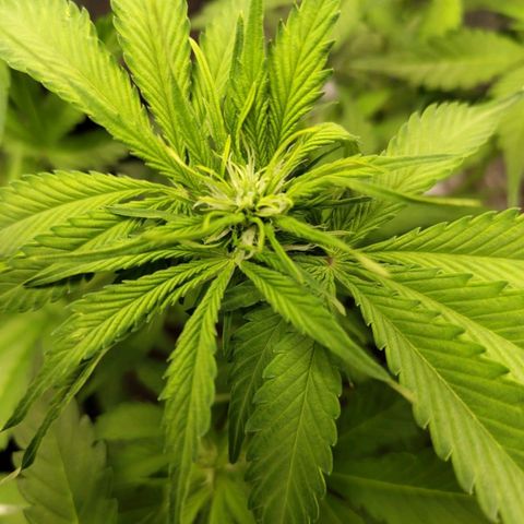 Gorilla Cookies Auto growlog timeline photo