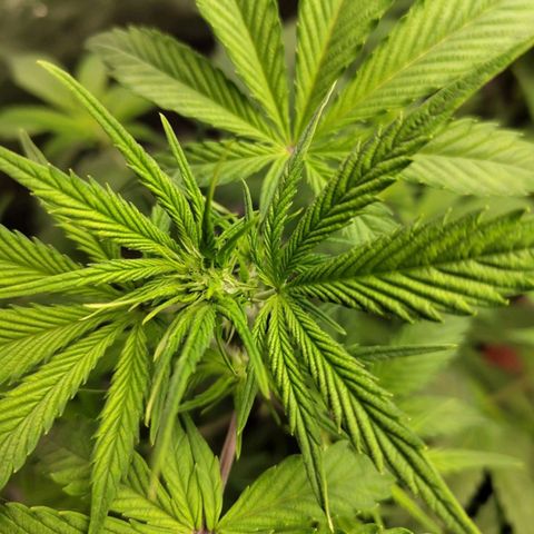 Grapefruit'matic growlog timeline photo