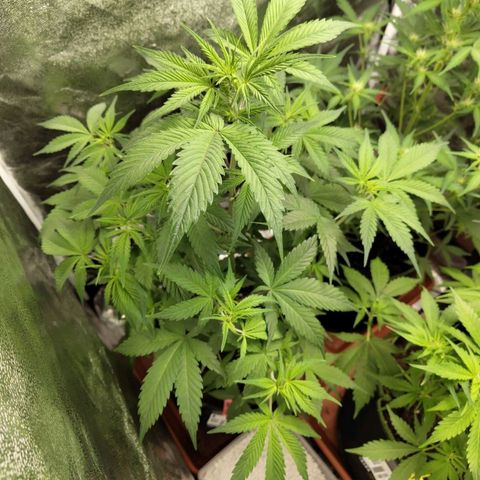 Grapefruit'matic growlog timeline photo
