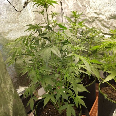 Grapefruit'matic growlog timeline photo