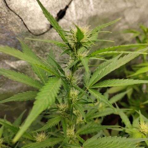 Lemon AK growlog timeline photo