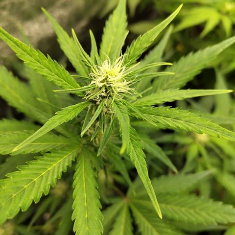 Lemon AK growlog timeline photo