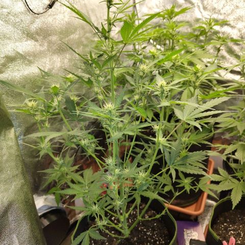 Lemon AK growlog timeline photo