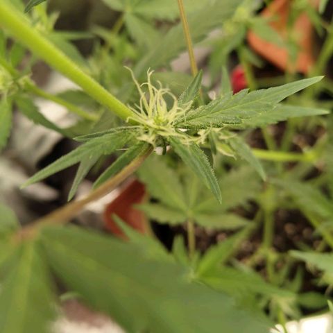 Lemon AK growlog timeline photo