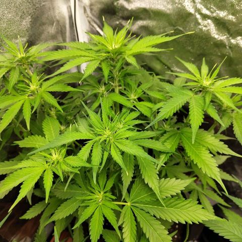 Gorilla Cookies Auto growlog timeline photo