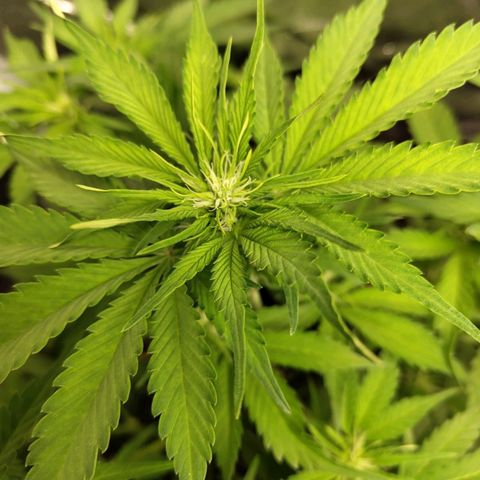 Gorilla Cookies Auto growlog timeline photo