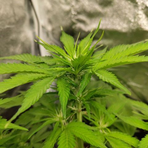 Gorilla Cookies Auto growlog timeline photo