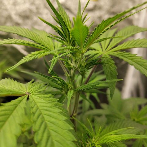 Grapefruit'matic growlog timeline photo