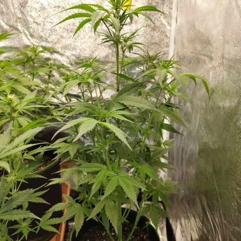 Grapefruit'matic growlog timeline photo
