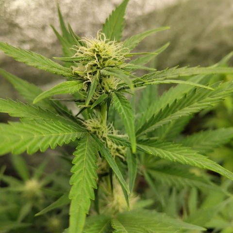 Lemon AK growlog timeline photo