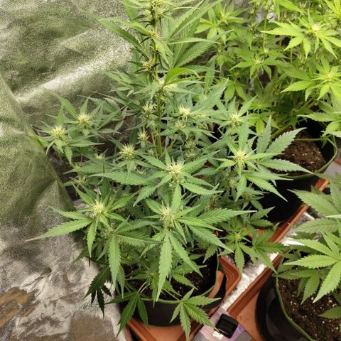 Lemon AK growlog timeline photo