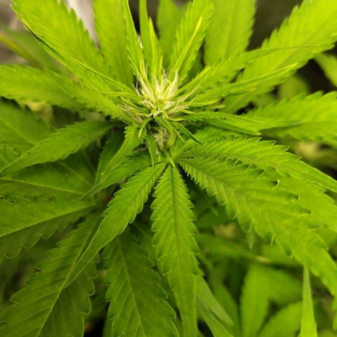 Gorilla Cookies Auto growlog timeline photo
