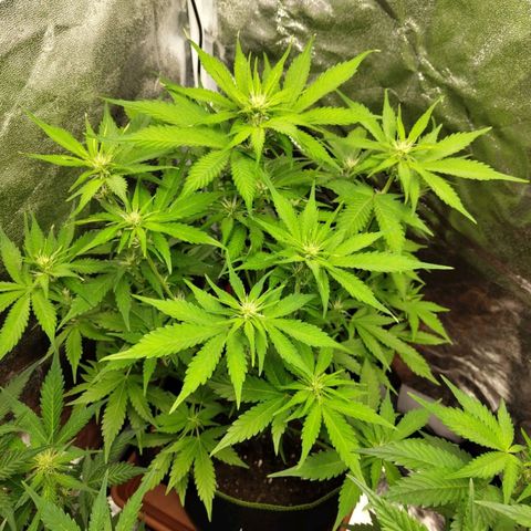 Gorilla Cookies Auto growlog timeline photo