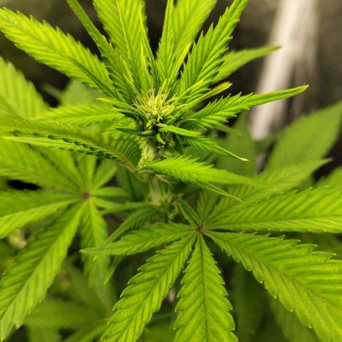 Grapefruit'matic growlog timeline photo