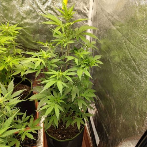 Grapefruit'matic growlog timeline photo