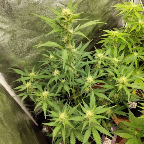 Lemon AK growlog timeline photo