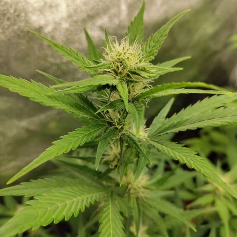 Lemon AK growlog timeline photo