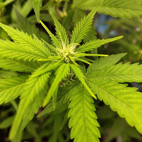 Grapefruit'matic growlog timeline photo