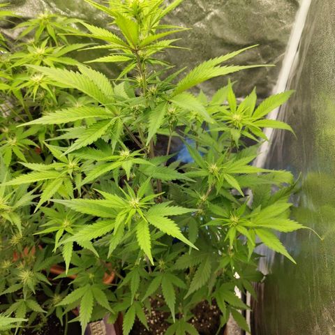Grapefruit'matic growlog timeline photo