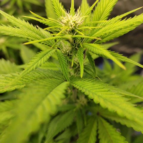 Grapefruit'matic growlog timeline photo