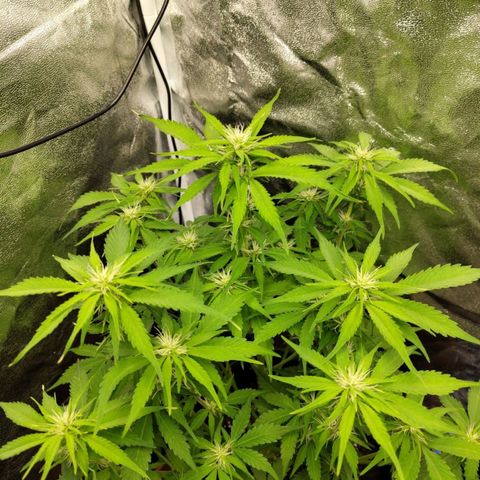 Gorilla Cookies Auto growlog timeline photo