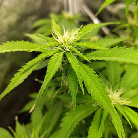 Gorilla Cookies Auto growlog timeline photo