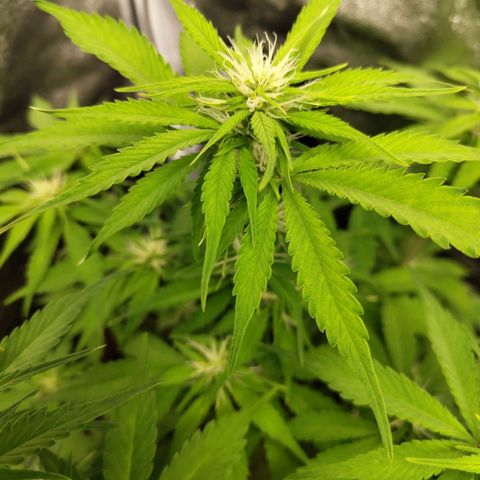 Gorilla Cookies Auto growlog timeline photo