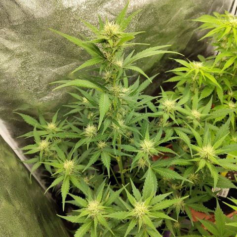 Lemon AK growlog timeline photo