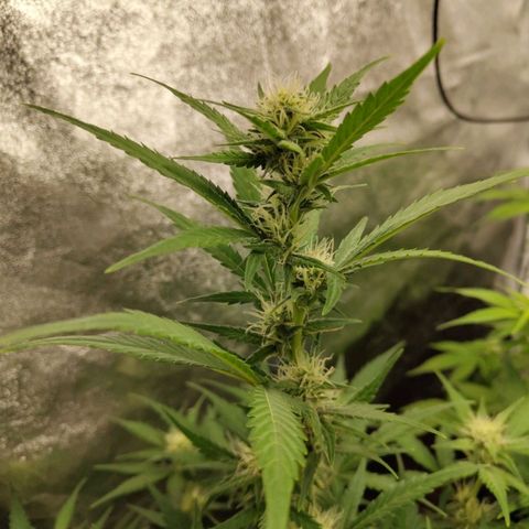 Lemon AK growlog timeline photo