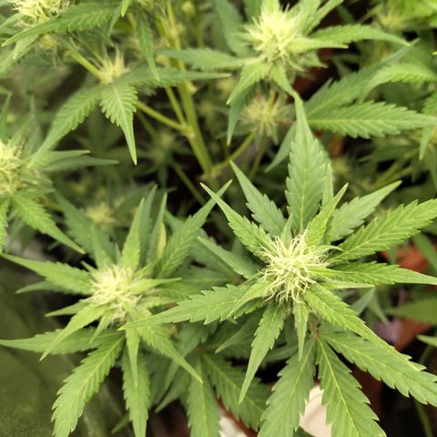 Lemon AK growlog timeline photo