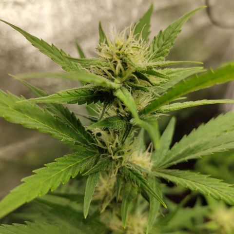 Lemon AK growlog timeline photo