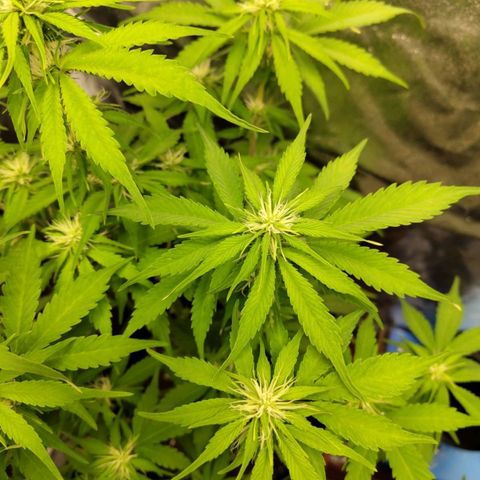 Gorilla Cookies Auto growlog timeline photo