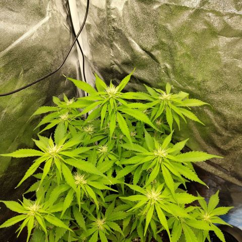 Gorilla Cookies Auto growlog timeline photo
