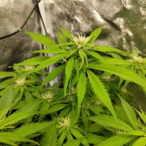 Gorilla Cookies Auto growlog timeline photo