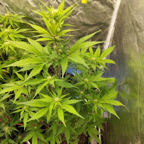 Grapefruit'matic growlog timeline photo