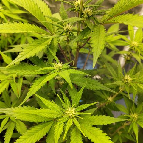 Grapefruit'matic growlog timeline photo