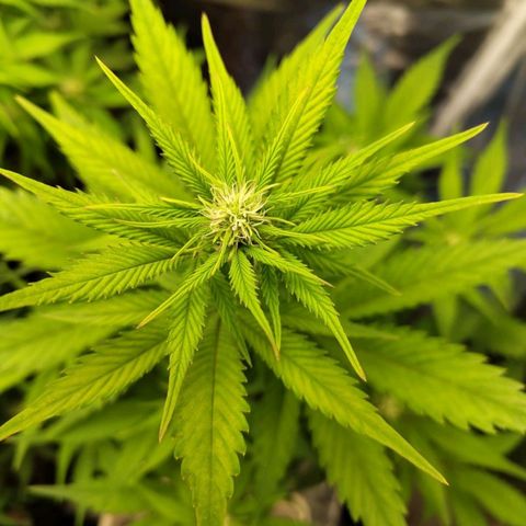 Grapefruit'matic growlog timeline photo