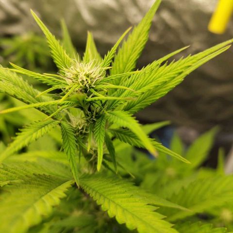 Grapefruit'matic growlog timeline photo
