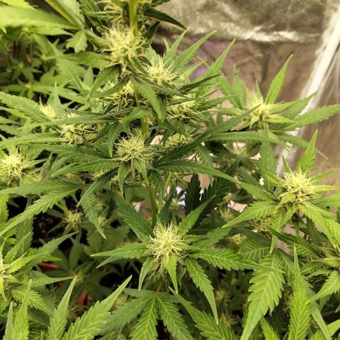 Lemon AK growlog timeline photo
