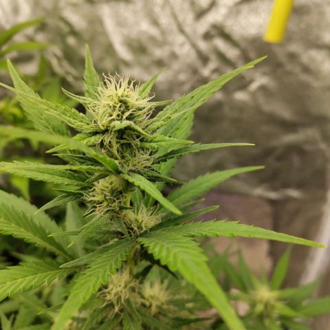 Lemon AK growlog timeline photo
