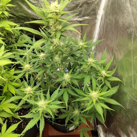 Lemon AK growlog timeline photo