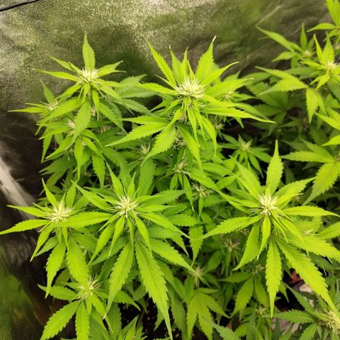 Gorilla Cookies Auto growlog timeline photo