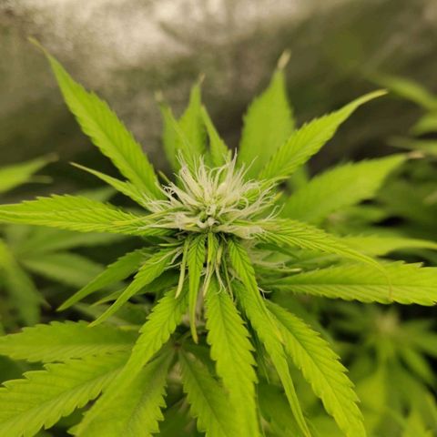 Gorilla Cookies Auto growlog timeline photo