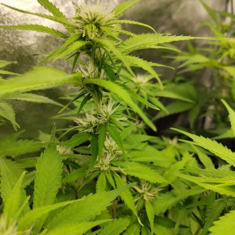 Gorilla Cookies Auto growlog timeline photo