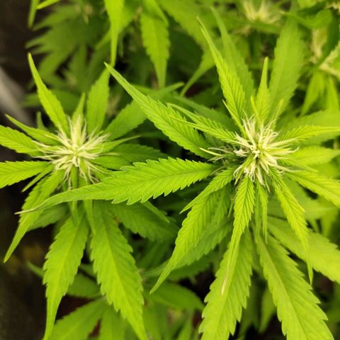 Gorilla Cookies Auto growlog timeline photo