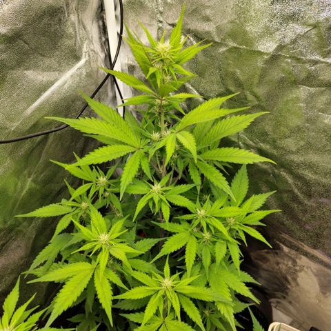 Grapefruit'matic growlog timeline photo